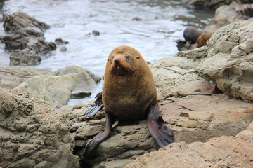 Fur seal chilling at the Pacific Ocean on the South Island of New Zealand