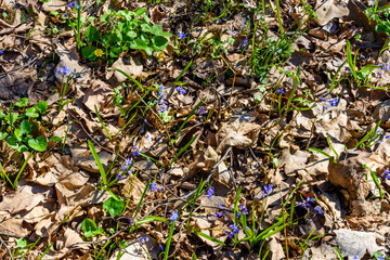 Blue scilla flowers in the forest on spring