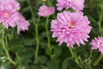 Obraz premium Beautiful pink chrysanthemum flowers with water drops, closeup
