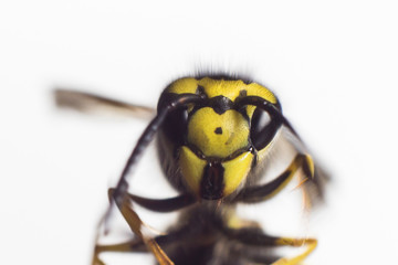 Close up of a tree wasp