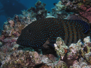 Peacock Grouper (Cephalopholis argus)