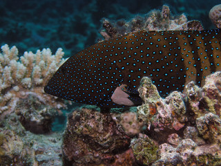 Peacock Grouper (Cephalopholis argus)