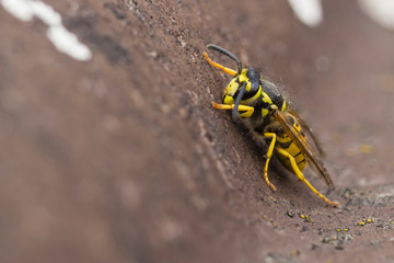 Tree wasp on a roof tile