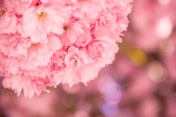 Blühender Kirschbaum im Frühling mit pinken Blüten