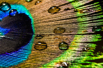 water drops on a peacock feather