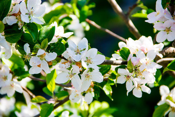 Blühender Kirschbaum im Frühling mit weißen Blüten
