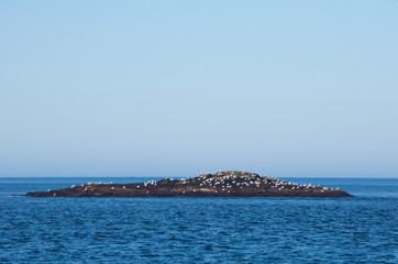 Many gulls on a stone island in the Barents Sea.