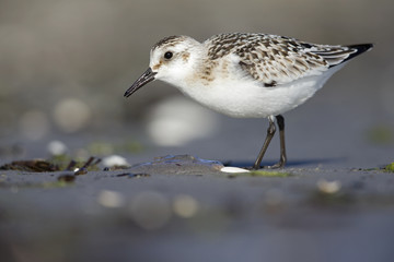 A sanderling (Calidris alba) resting and foraging during migration on the beach of Usedom Germany.