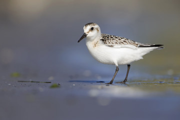 A sanderling (Calidris alba) resting and foraging during migration on the beach of Usedom Germany.