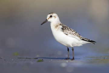 A sanderling (Calidris alba) resting and foraging during migration on the beach of Usedom Germany.
