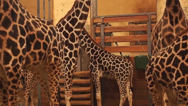 Giraffes are eating their breakfast in their cage in the zoo