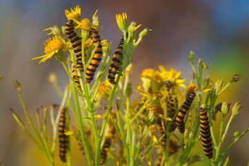 cinnabar moth caterpillars on ragwort