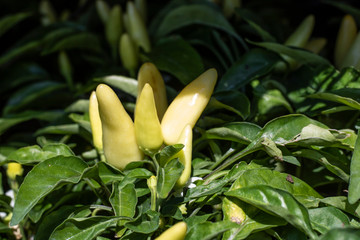 ornamental pepper close up shoot.