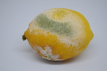 Lemon fruit half damaged by green mold