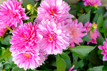 Obraz premium Beautiful bright pink dahlias bloom in the garden.