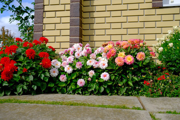 Fototapeta na wymiar A flowerbed with flowering multicolored dahlias in front of a country house on a sunny day.