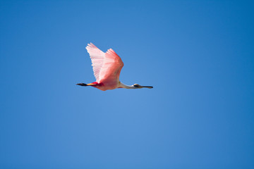 Fototapeta na wymiar Roseate Spoonbill in flight on blue sky. Poconé, Pantanal, Brazil.