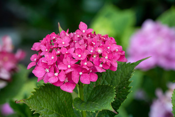 Close-up of Bigleaf hydrangea purple flower.
