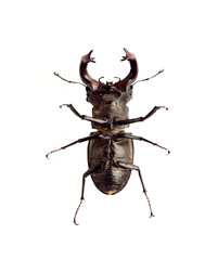 Stag-beetle (Lucanus cervus) closeup isolated on white background