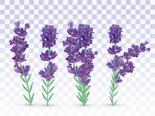 Collection violet lavender with green leaf isolated on transparent background. Bunch flower. Lavender close up. Fragrant lavender. Vector illustration