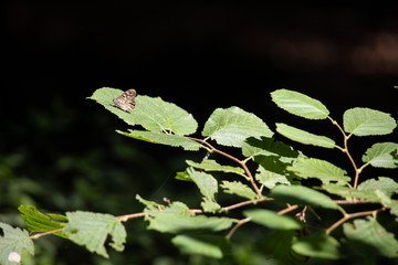 Schmetterling auf Nußbusch
