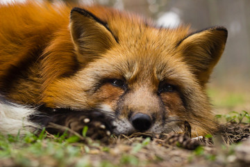 red fox lying down in the grass