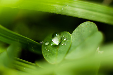 grass after rain