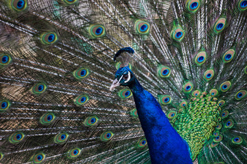Fototapeta na wymiar male peacock with feathers out