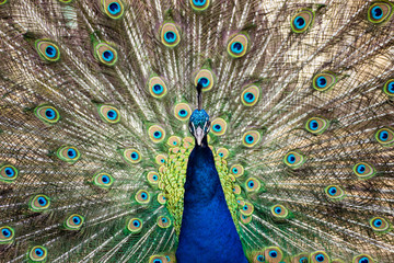 Fototapeta premium Male Peacock Displaying