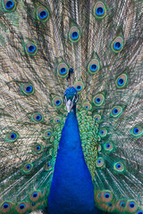 Obraz premium peacock with feathers out in portrait 