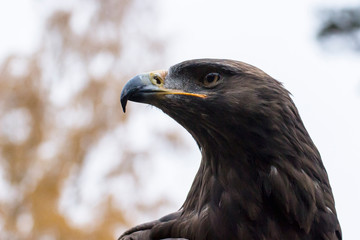 portrait of an eagle