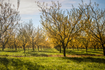 verger d'arbres fruitiers en automne