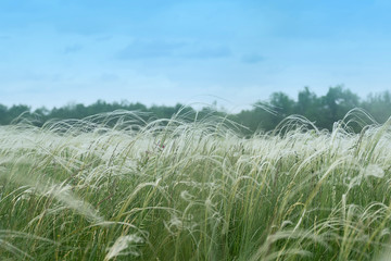 Green field with a white feather grass in the background of the forest. Blue sky, summer warm day.