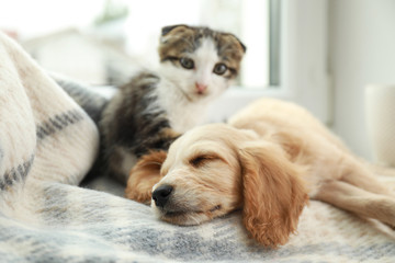 Adorable little kitten and puppy sleeping on blanket near window indoors