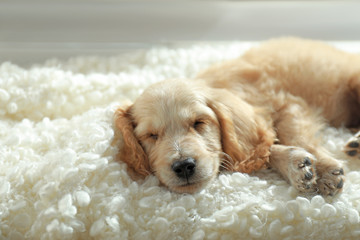 Cute English Cocker Spaniel puppy sleeping on plaid indoors