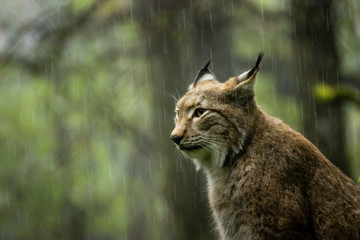 A patient Eurasian Lynx, sitting in the rain in forest
