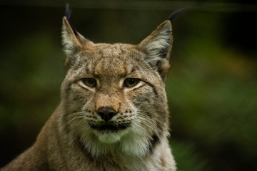 Naklejka premium A close up of a Lynx in the forest