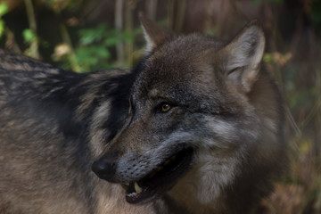 Fototapeta premium wolf in the shadow of the trees