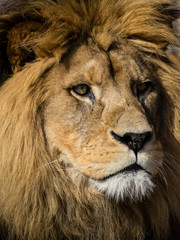 Fototapeta premium male african lion