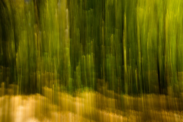 abstract forest background