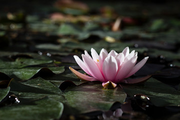 light pink lotus in a lake