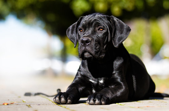 dog breed Cane Corso, outdoors