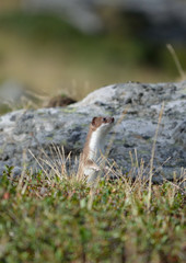 a very curious ermine not far from the hiking trail towards the col de la masse in the heart of the alps