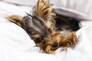 Adorable Yorkshire terrier lying on bed, closeup. Cute dog