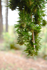 Marijuana drying