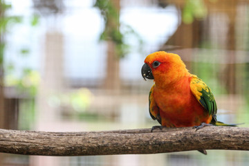 Sun Conure / Parrot Bird