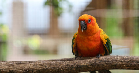 Sun Conure / Parrot Bird
