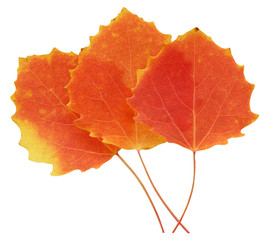 three autumn aspen leaves isolated on white