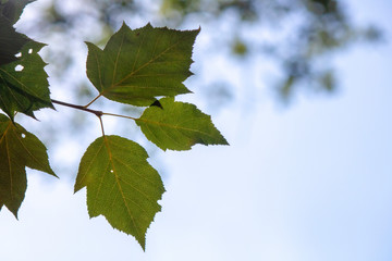 Leaves of silver birch tree close up.