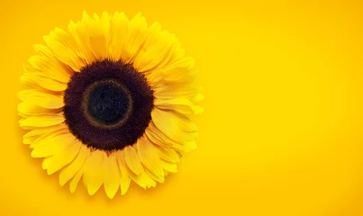 Rolgordijnen sunflower isolated on yellow background with copy space © Olga Itina